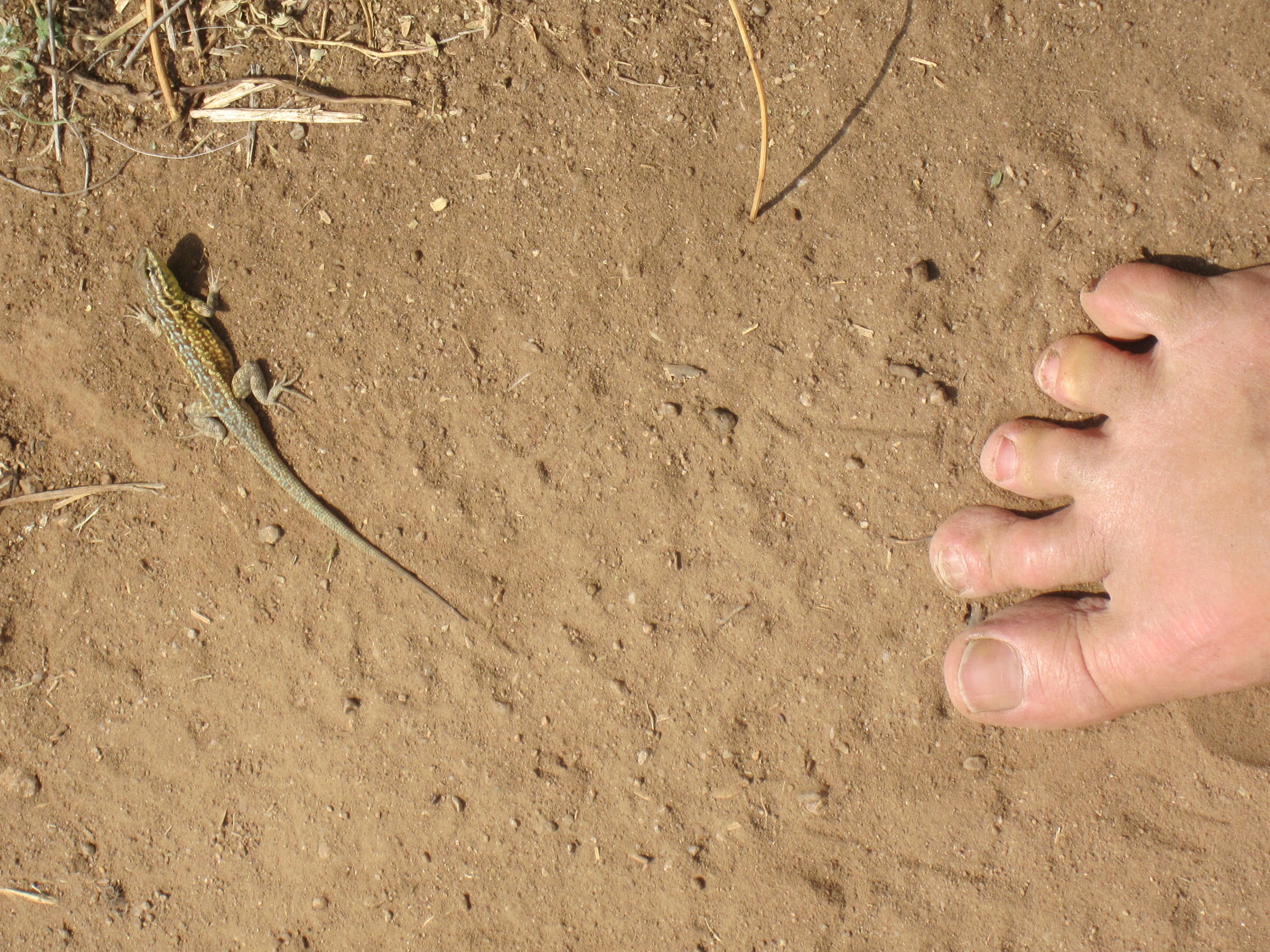 Lizard crawling up womens anus