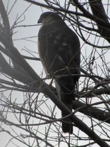 And now the only bird around is our neighborhood Cooper's hawk who zoomed over to see what all the ruckus was about.