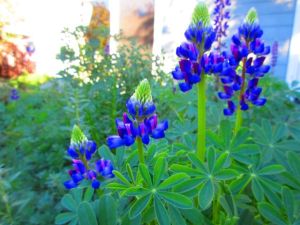 Lupine love in the garden! These things re-seed to readily, I've been pulling them out by the handfuls lately to make room for some of the other (smaller) wild flowers.