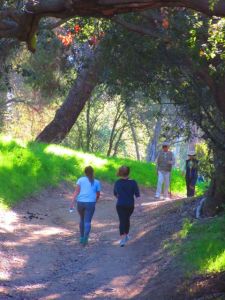 Such a fine day: the tunnels of oak shadow through new green growth draw lots of hikers.
